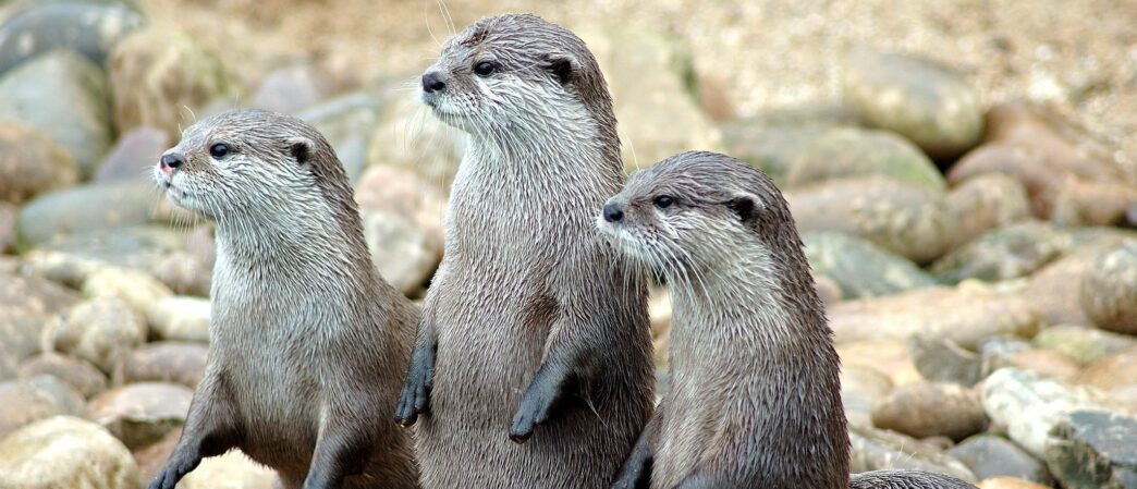 Group Of Otters Attack, Seriously Injure Jogger: REPORT