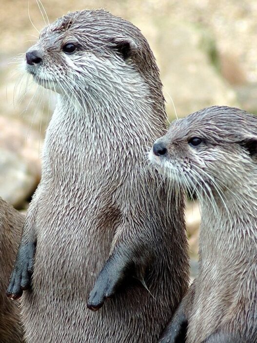 Group Of Otters Attack, Seriously Injure Jogger: REPORT