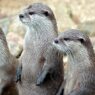 Group Of Otters Attack, Seriously Injure Jogger: REPORT