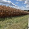 Help available for farmers impacted by drought | Ohio