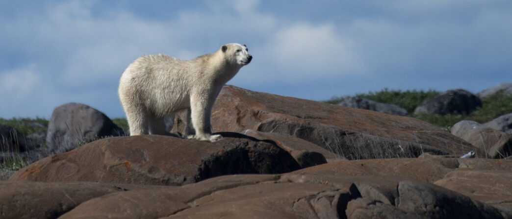 REPORT: Iceland Police Shoot Polar Bear Dead After Animal Gets Near Woman’s Cottage