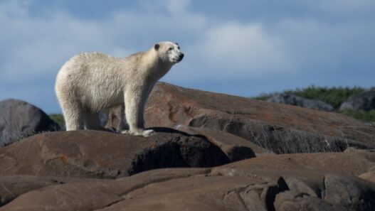 REPORT: Iceland Police Shoot Polar Bear Dead After Animal Gets Near Woman’s Cottage