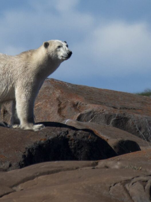 REPORT: Iceland Police Shoot Polar Bear Dead After Animal Gets Near Woman’s Cottage