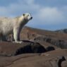 REPORT: Iceland Police Shoot Polar Bear Dead After Animal Gets Near Woman’s Cottage