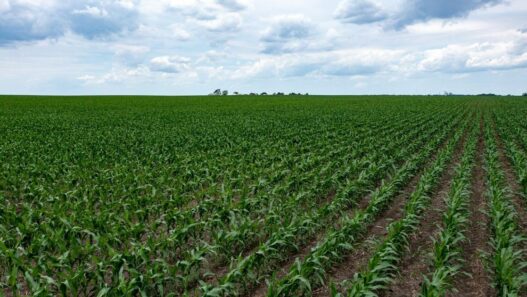 The Illinois Corn Growers Association says investment in the U.S. Grain Council boosts ethanol exports | Illinois