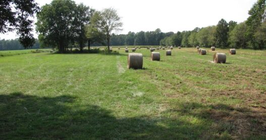 Vanishing farmland in North Carolina helped by $8.8M in grants | North Carolina