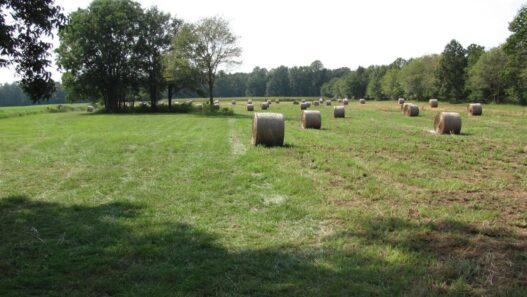 Vanishing farmland in North Carolina helped by $8.8M in grants | North Carolina