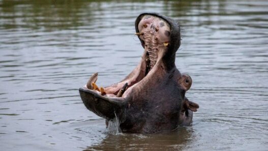 ‘I’m Going To Die Here’: British Man Says He Was Attacked By Hippo While Canoeing In Zambia