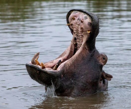 ‘I’m Going To Die Here’: British Man Says He Was Attacked By Hippo While Canoeing In Zambia