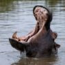 ‘I’m Going To Die Here’: British Man Says He Was Attacked By Hippo While Canoeing In Zambia