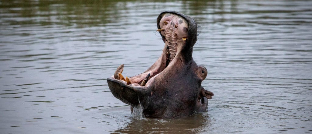 ‘I’m Going To Die Here’: British Man Says He Was Attacked By Hippo While Canoeing In Zambia