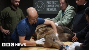 Boki the bear 'not out the woods' after brain surgery