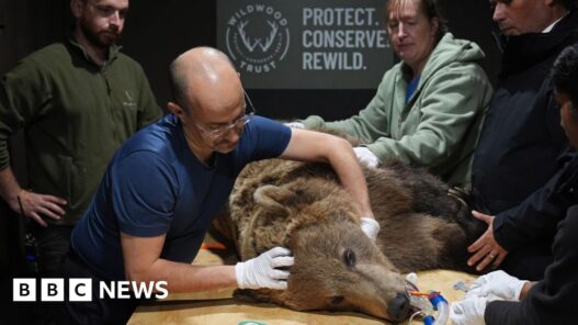 Boki the bear 'not out the woods' after brain surgery