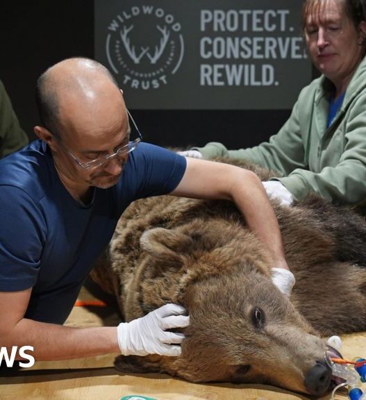 Boki the bear 'not out the woods' after brain surgery