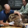 Boki the bear 'not out the woods' after brain surgery