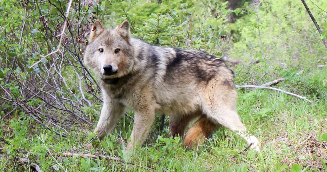 Eastern Washington growers, ranchers not satisfied with gray wolf predation rules | Washington