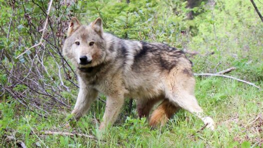 Eastern Washington growers, ranchers not satisfied with gray wolf predation rules | Washington