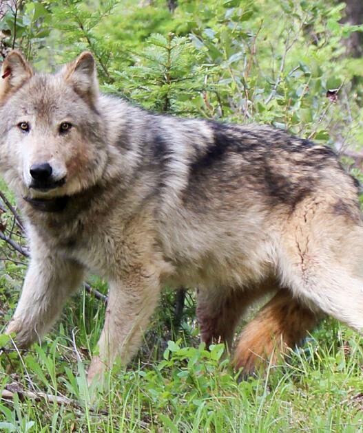 Eastern Washington growers, ranchers not satisfied with gray wolf predation rules | Washington