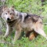 Eastern Washington growers, ranchers not satisfied with gray wolf predation rules | Washington