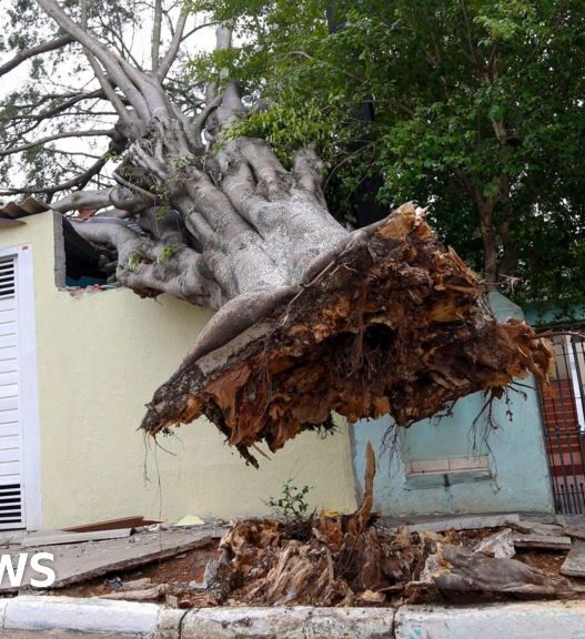 Eight dead as storms bring strong winds and downpours