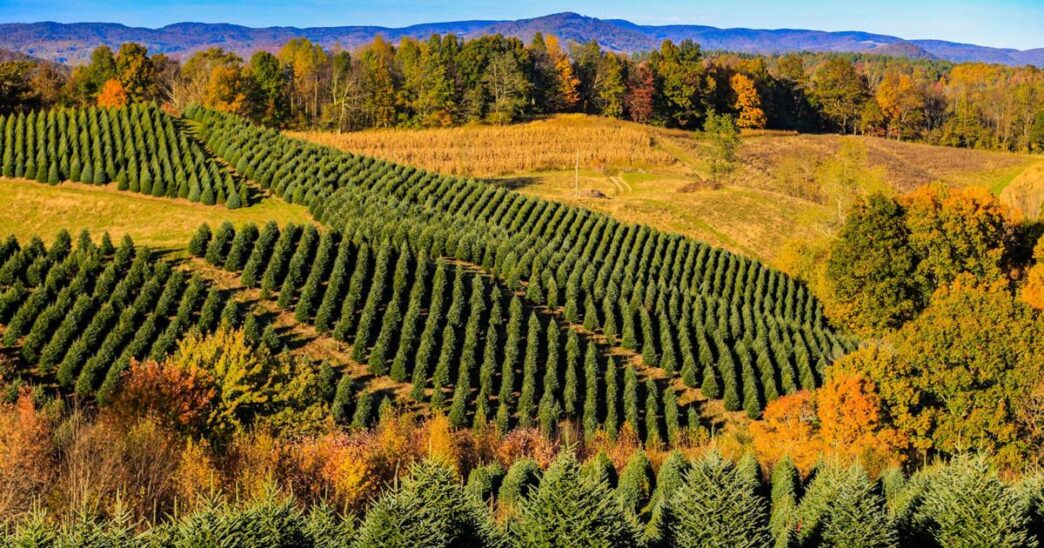 Helene: Amid catastrophe, good news on Christmas trees | North Carolina