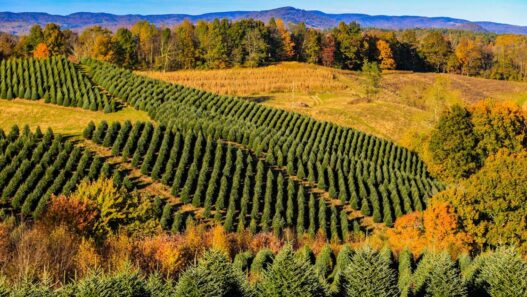 Helene: Amid catastrophe, good news on Christmas trees | North Carolina