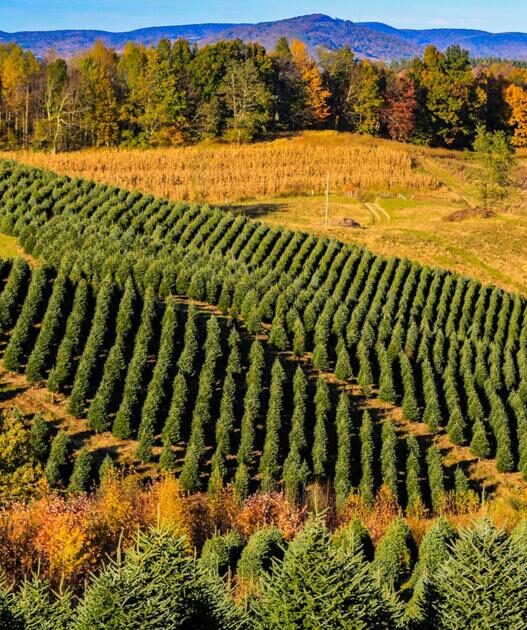 Helene: Amid catastrophe, good news on Christmas trees | North Carolina