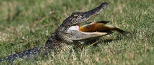 Hungry Alligators Scattered All Over Florida After Hurricane Milton Rolls Through