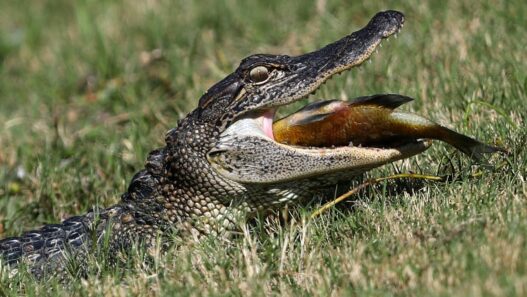 Hungry Alligators Scattered All Over Florida After Hurricane Milton Rolls Through