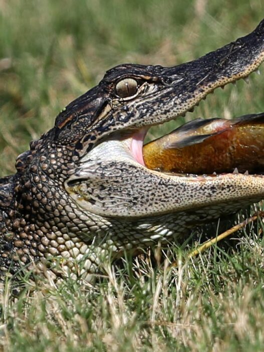 Hungry Alligators Scattered All Over Florida After Hurricane Milton Rolls Through