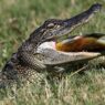 Hungry Alligators Scattered All Over Florida After Hurricane Milton Rolls Through