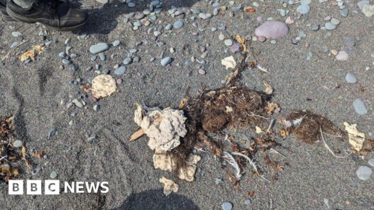 Mysterious 'blobs' are washing up on Newfoundland shore