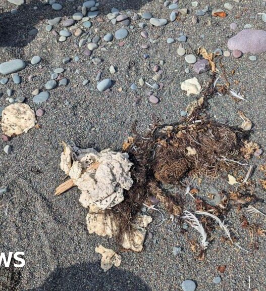 Mysterious 'blobs' are washing up on Newfoundland shore