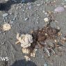 Mysterious 'blobs' are washing up on Newfoundland shore