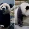 Pandas from China seen exploring new home at DC Zoo