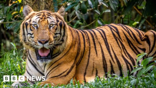 Vietnam bird flu outbreak at zoos leaves dozens of tigers dead