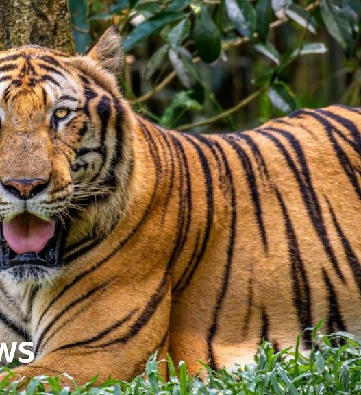 Vietnam bird flu outbreak at zoos leaves dozens of tigers dead