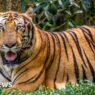 Vietnam bird flu outbreak at zoos leaves dozens of tigers dead